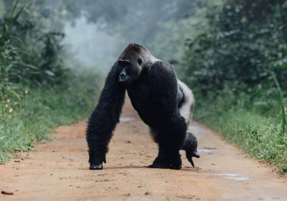 gorilla-on-road