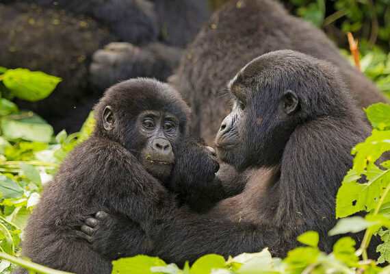gorilla-trekking