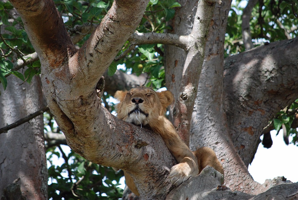 Tree climbing lions of Ishasha