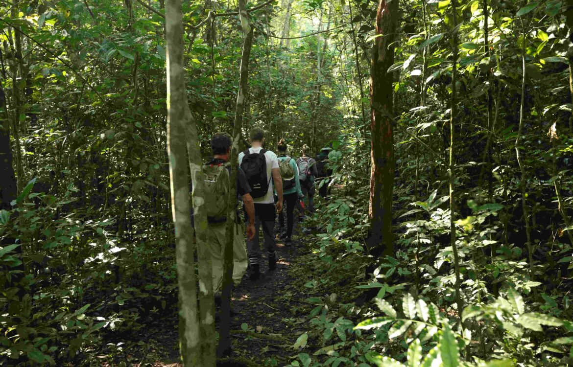Essentials For Gorilla Trekking In Uganda